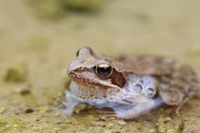 Brown frog in the wildlife