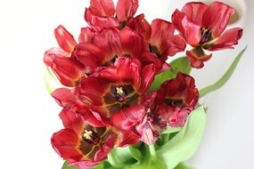 picturesque and pretty Red Tulips