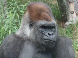 Gorilla in a zoo