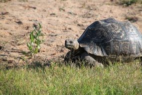 big turtle in the nature of south africa