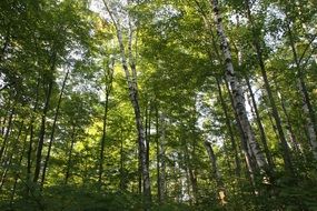 Birch tree forest