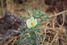 white flower in safari