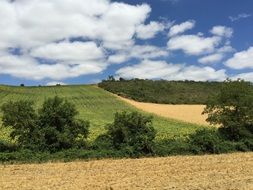 white clouds over green golden fields