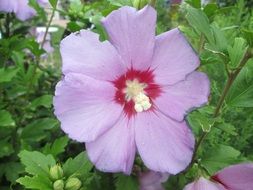 pink sharon rose