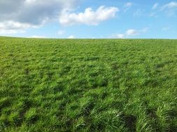 meadow with green grass in the sunlight