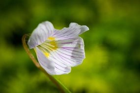 delicate wild flower