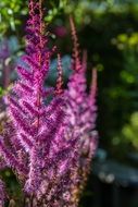 purple astilbe in the garden