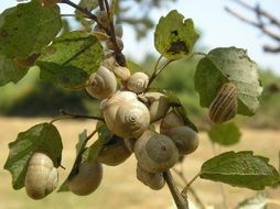 snails on a green plant
