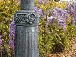 thickets of wisteria near the lamppost