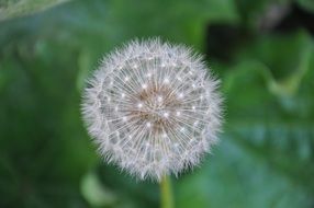 dandelion on a blurry background close-up