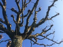 Crown on the tree