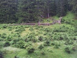 panorama of green meadow in the forest