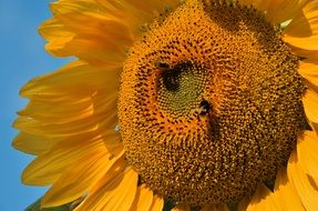 fluffy bees on the core of a sunflower