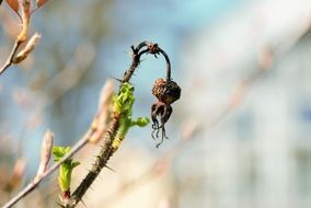 dry rosehip fruit and new green leaves, Contrast of Dead and alive