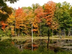 autumn forest with yellow foliage near the lake