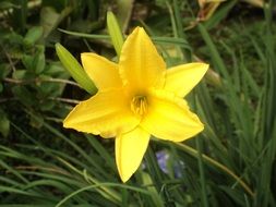 lonely yellow daffodil in the garden
