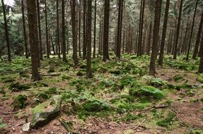 mossy forest in summer