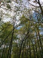 green spring forest