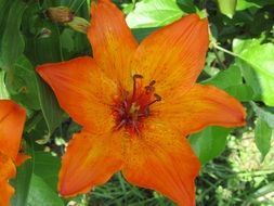 delightful beauty Lily Orange