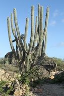 tall cactus in a desert in curacao