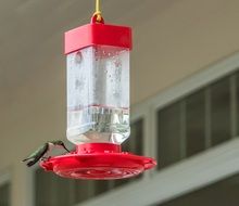 Hummingbird drinks water on Feeder