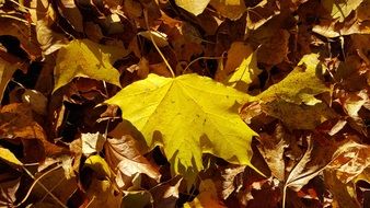 wallpaper with autumn leaves