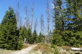 fragile trees near the pond