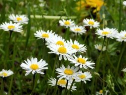 Geese Flowers, daisies on Meadow