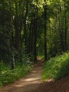 Forest path Away with green Trees, munsterland