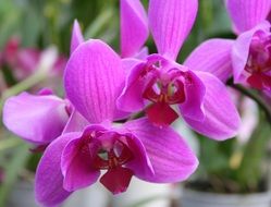 magenta orchids