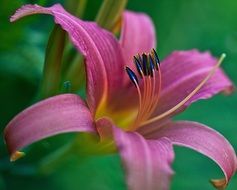 purple lily close-up