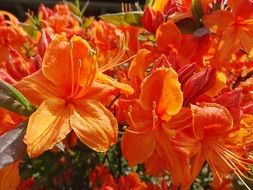 Flowers Bloom Nature Spring Red