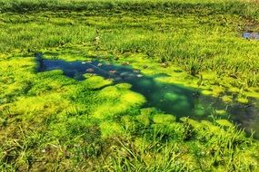 Green plants in a lake
