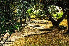 Stairs Forest