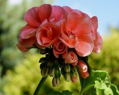 pink lush inflorescence of geranium