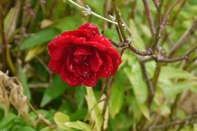 Closeup photo of red velvet rose on a bush in the garden