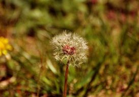 Seed head of dandelion at blurred background
