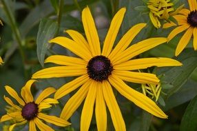 yellow sun hat shrubs