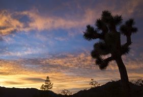 Beautiful landscape of Joshua tree at colorful sunset