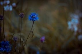 blue flower in the meadow at dusk