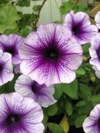 violet-white violets in the garden