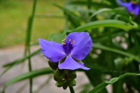Purple flower of Tradescantia close up