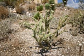 Green cactus in Red Rock Canyon