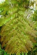 closeup view of green Fern Leaves in nature