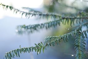 Fir branch with Drop Of Water macro