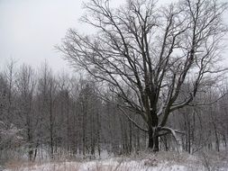 trees without leaves in the winter forest