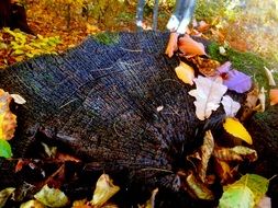 rotten stump
