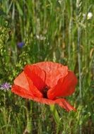 red Poppy in Meadow closeup