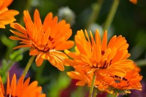 amazing orange daisies in the garden