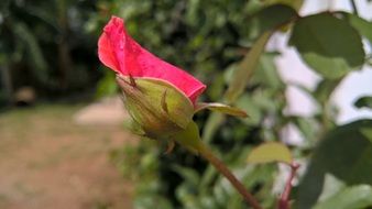 red rose bud nature flower